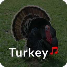 Turkey Ringtones icon